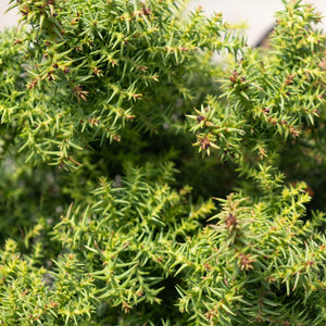 Close-up of a dense, mounding juniper shrub with bright green needle-like foliage and reddish-brown new growth tips.