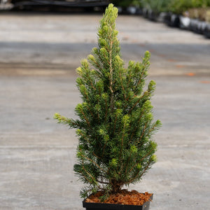 Small conical dwarf spruce tree in a black nursery pot displayed on a concrete surface at a garden center.