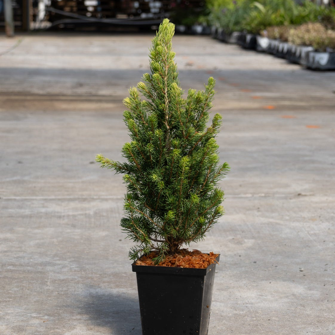 Small dwarf spruce conifer in a black nursery pot displayed on a concrete surface at a garden center.