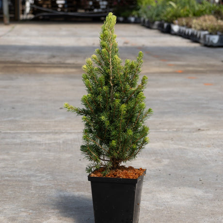 Small dwarf spruce conifer in a black nursery pot displayed on a concrete surface at a garden center.