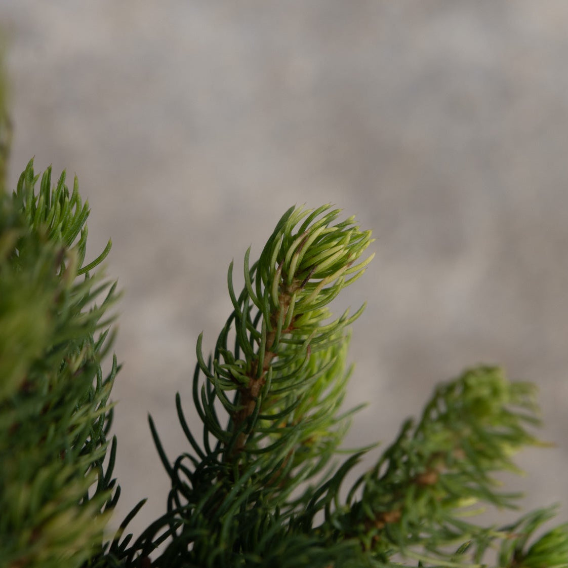 Close-up of a young evergreen conifer branch with fresh new growth tips against a soft gray background.