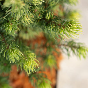 Close-up of fresh bright green new growth on conifer branches with reddish-brown bark visible in the background.