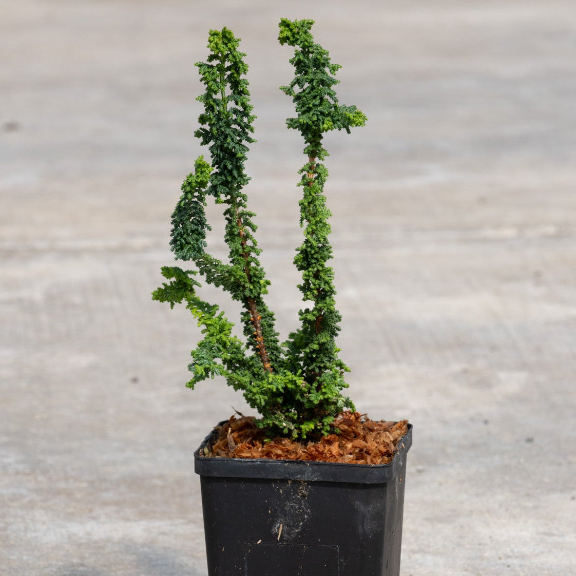 Chirimen Hinoki False Cypress in a black nursery pot showing two upright twisted stems with dense dark green foliage.