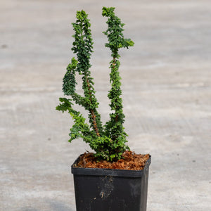 Chirimen Hinoki False Cypress in a black nursery pot showing two upright twisted stems with dense dark green foliage.