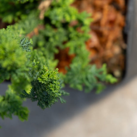 Chirimen Hinoki False Cypress displaying dense, feathery dark green foliage growing over the edge of a black nursery container.