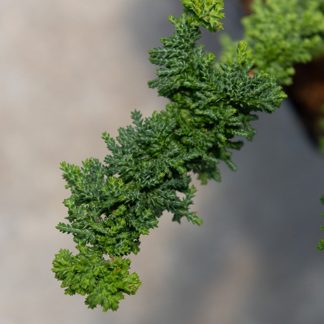 Close-up of Chirimen Hinoki False Cypress foliage showing dense, ruffled dark green scale-like leaves on a cascading branch.
