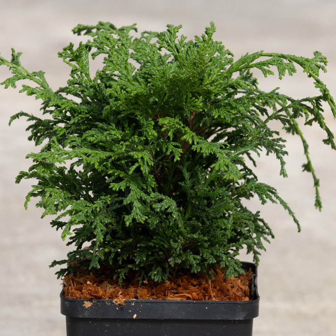 Tsukumo Dwarf False Cypress in a black nursery container, showing dense dark green feathery foliage with a mounded habit.