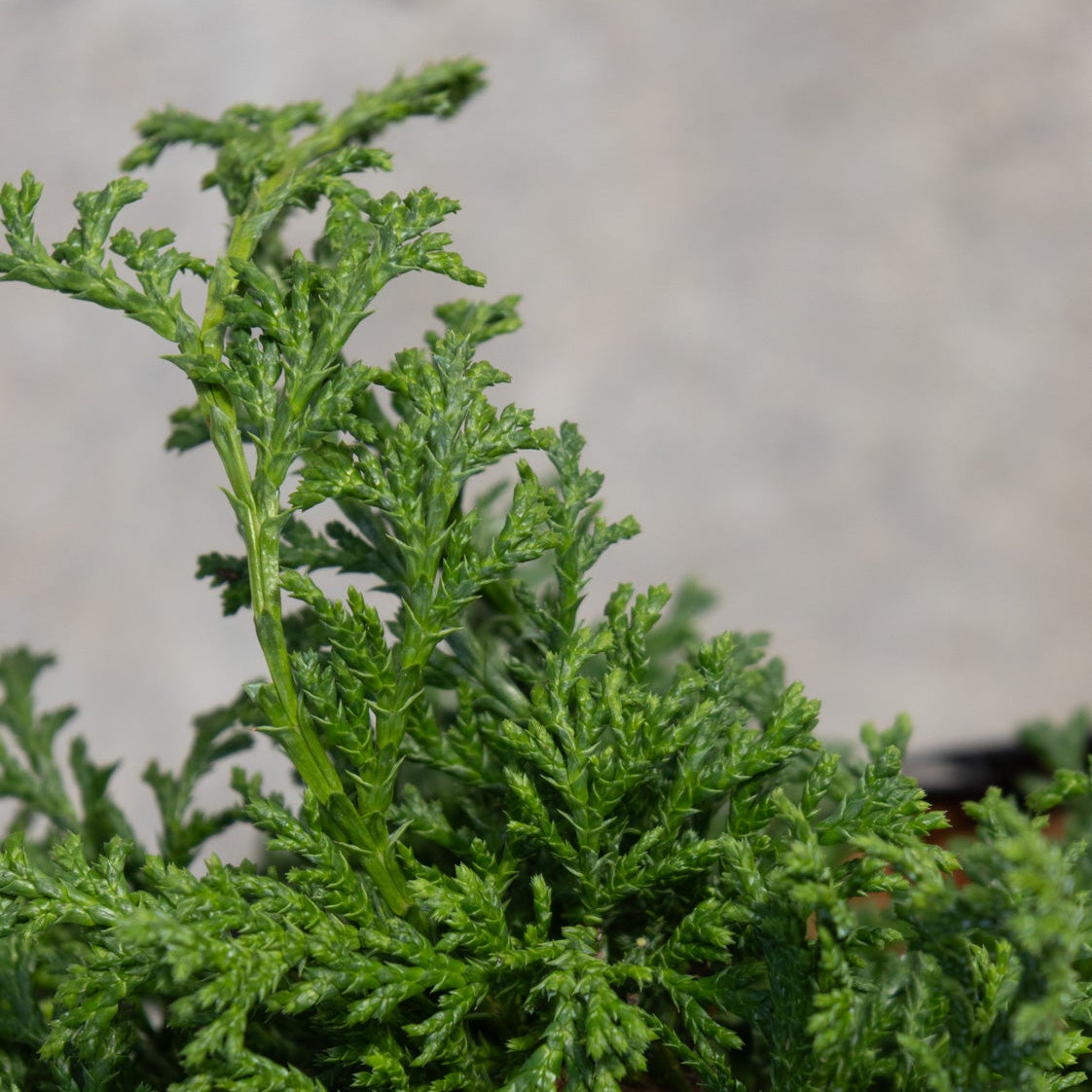 Close-up of Tsukumo Dwarf False Cypress showing dense, feathery bright green foliage with intricate layered texture.