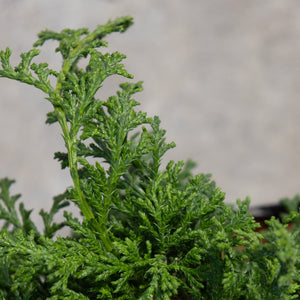 Close-up of Tsukumo Dwarf False Cypress showing dense, feathery bright green foliage with intricate layered texture.