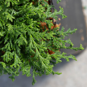 Tsukumo Dwarf False Cypress showing dense, feathery bright green scale-like foliage in a nursery container.