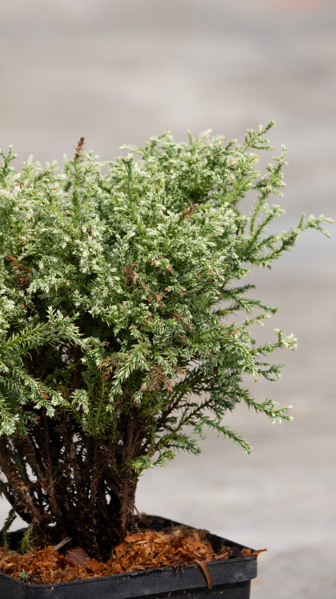 Snow Sawara False Cypress shrub with dense, white-tipped green foliage growing in a black nursery container.