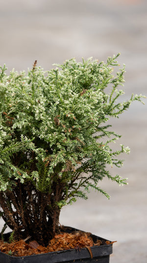 Snow Sawara False Cypress shrub with dense, white-tipped green foliage growing in a black nursery container.