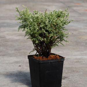 Snow Sawara False Cypress shrub in a black nursery container, showing dense silvery-green feathery foliage on a concrete surface.