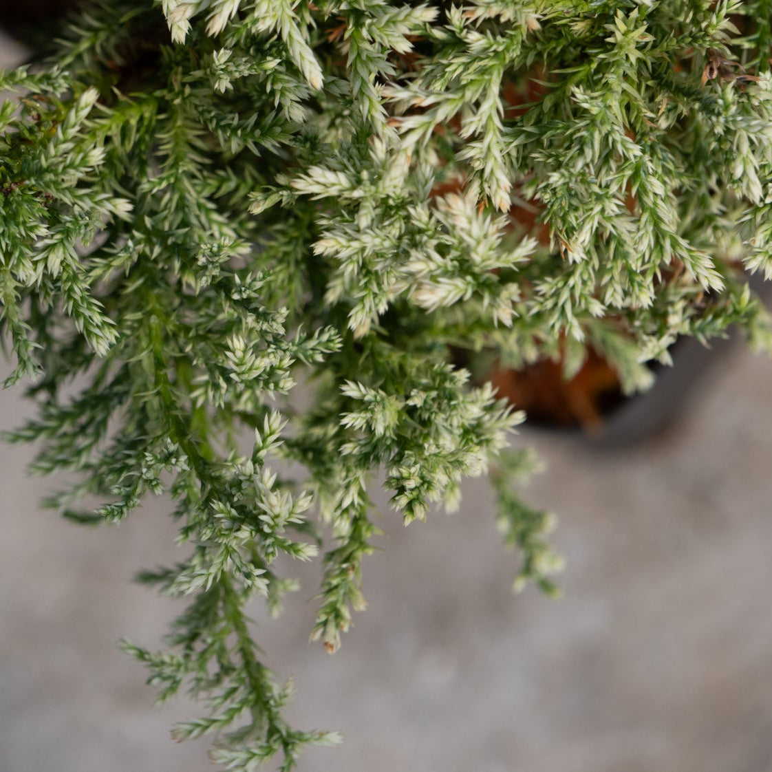 Snow Sawara False Cypress featuring soft, feathery green and white-tipped foliage cascading from a nursery container.