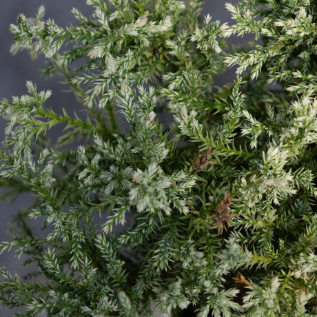 Snow Sawara False Cypress showing dense, feathery green and white-tipped foliage on layered branches.