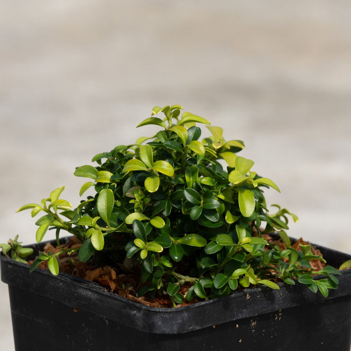 Kingsville Dwarf Boxwood growing in a black nursery container, showing dense mounded habit with small glossy green leaves.