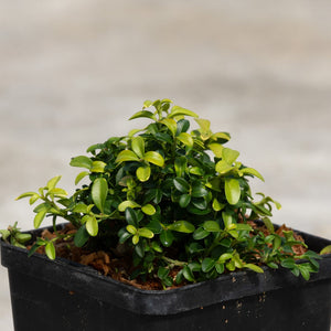 Kingsville Dwarf Boxwood growing in a black nursery container, showing dense mounded habit with small glossy green leaves.