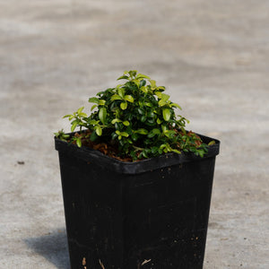 Kingsville Dwarf Boxwood growing in a black nursery container, showing dense mounded green foliage on a concrete surface.