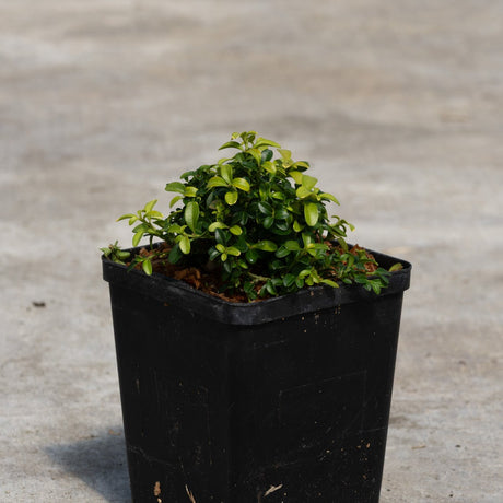 Kingsville Dwarf Boxwood growing in a black nursery container, showing dense mounded green foliage on a concrete surface.