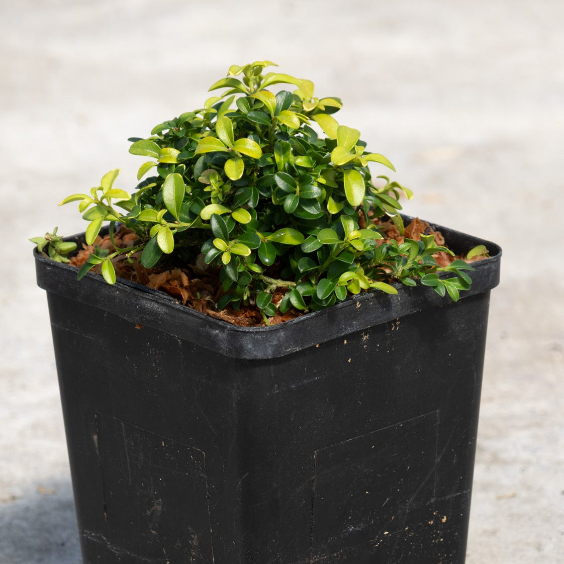 Kingsville Dwarf Boxwood growing in a black nursery container, showing its dense mounded habit with small glossy green leaves.