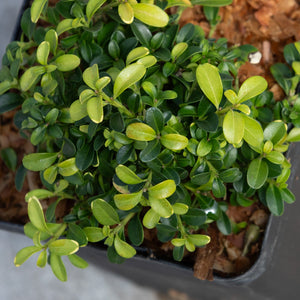 Kingsville Dwarf Boxwood shrub showing dense, glossy dark green oval leaves growing in a black nursery container.