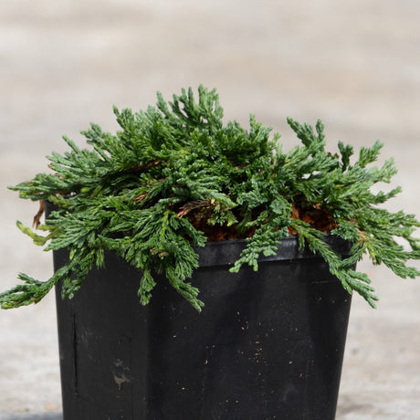 Pancake Creeping Juniper with dense blue-green scale-like foliage spreading low in a black nursery container.