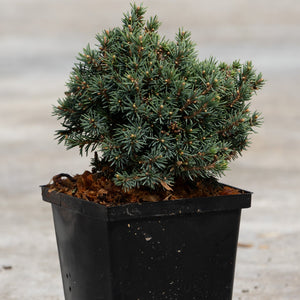 Echiniformis Hedgehog Spruce in a black nursery container showing its dense, blue-green mounding habit with short needles.