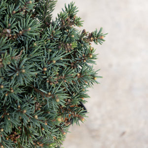 Echiniformis Hedgehog Spruce showing dense blue-green needles and compact mounding habit with emerging buds.