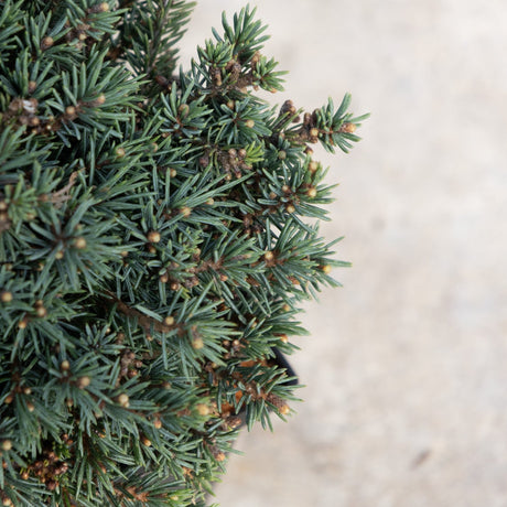 Echiniformis Hedgehog Spruce showing dense blue-green needles and compact mounding habit with emerging buds.