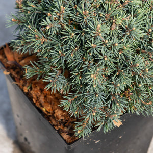 Echiniformis Hedgehog Spruce growing in a black nursery container, showing its dense blue-green needle foliage and compact mounding habit.