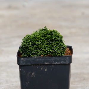 Green Cushion Hinoki False Cypress in a black nursery pot showing its dense, mounded dark green foliage habit.