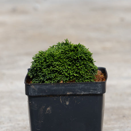 Green Cushion Hinoki False Cypress in a black nursery pot showing its dense, mounded dark green foliage habit.