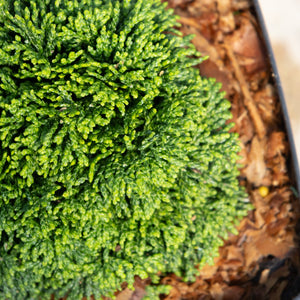 Close-up of Green Cushion Hinoki False Cypress showing dense, bright green scale-like foliage in a container.