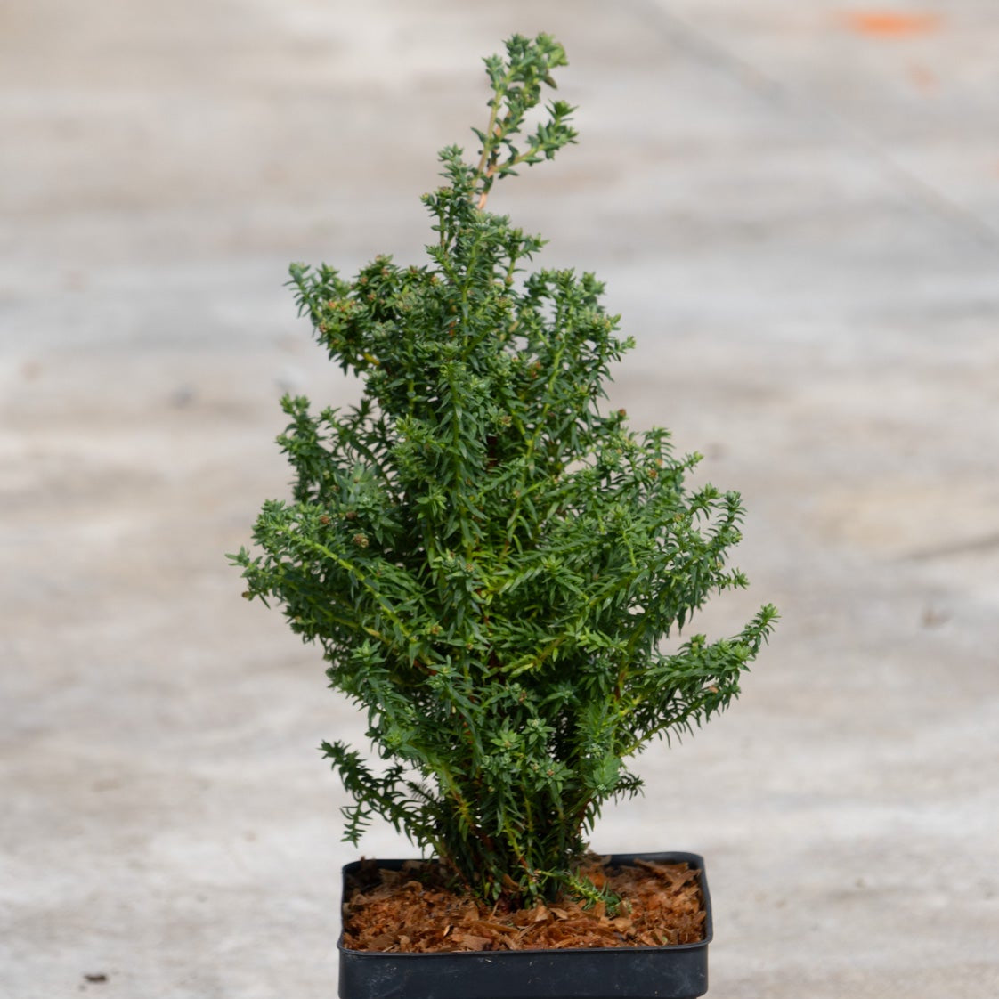 Red Star Atlantic White Cedar in a quart container showing dense, feathery blue-green foliage with a conical upright habit.