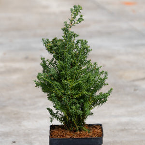 Red Star Atlantic White Cedar in a quart container showing dense, feathery blue-green foliage with a conical upright habit.