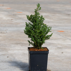 Red Star Atlantic White Cedar in a black nursery container showing its dense, conical green foliage habit.