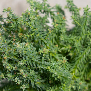 Close-up of Red Star Atlantic White Cedar foliage showing dense, dark green scale-like leaves with small buds.