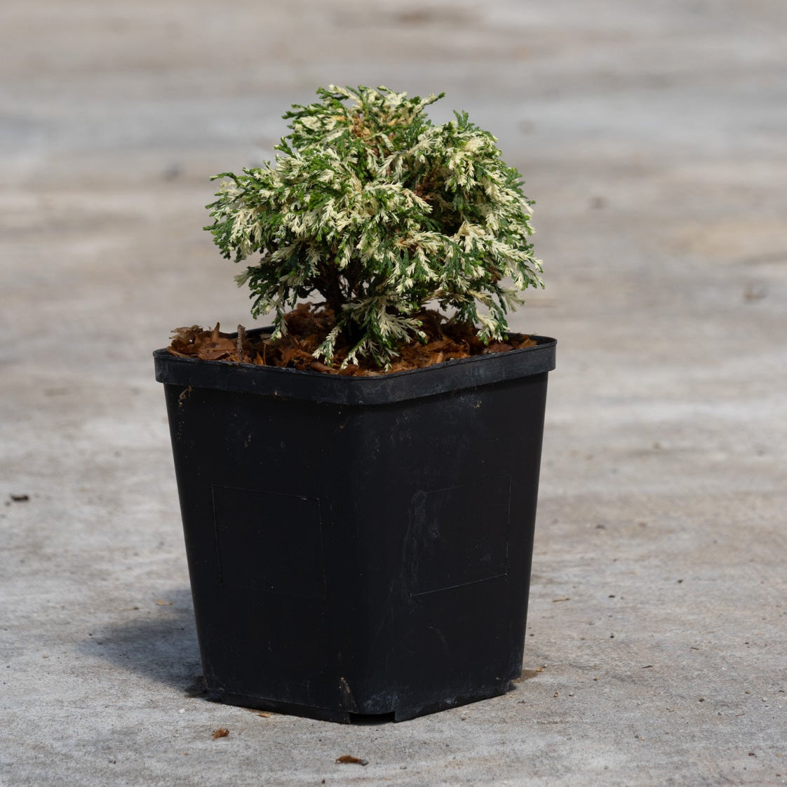 Cream Tart Hinoki False Cypress in a black nursery container showing dense, creamy-white and green variegated foliage.