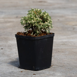 Cream Tart Hinoki False Cypress in a black nursery container showing dense, creamy-white and green variegated foliage.