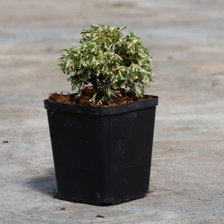 Cream Tart Hinoki False Cypress in a black nursery container showing dense, creamy-white and green variegated foliage.