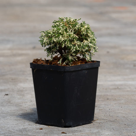 Cream Tart Hinoki False Cypress in a black nursery pot showing compact mounded habit with green and creamy white variegated foliage.