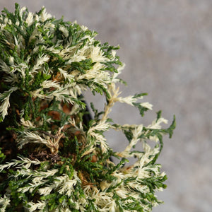 Cream Tart Hinoki False Cypress showing dense variegated foliage with cream-tipped and dark green scale-like leaves.