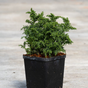 Tansu Dwarf Japanese Cedar in a black nursery container, showing dense compact mounding habit with dark green spiky foliage.