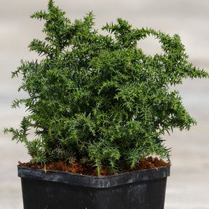 Tansu Dwarf Japanese Cedar growing in a black nursery pot, showing dense dark green spiky foliage in a compact mounding habit.