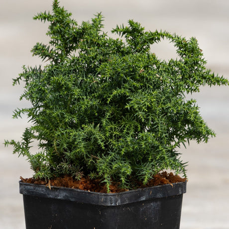 Tansu Dwarf Japanese Cedar growing in a black nursery pot, showing dense dark green spiky foliage in a compact mounding habit.
