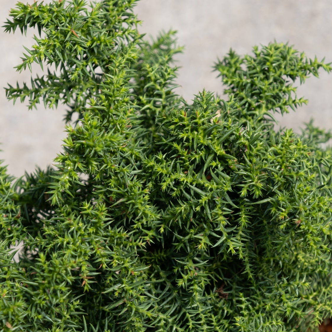 Dense, dark green needle-like foliage of Tansu Dwarf Japanese Cedar, a compact evergreen shrub.