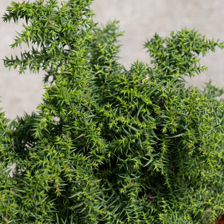 Dense, dark green needle-like foliage of Tansu Dwarf Japanese Cedar, a compact evergreen shrub.