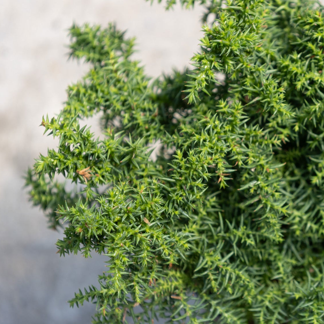 Close-up of Tansu Dwarf Japanese Cedar showing dense, rich green needle-like foliage with a compact mounding habit.