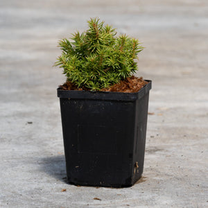 Tenzan Dwarf Japanese Cedar in a black nursery quart container, showing its dense, compact mounding foliage on concrete.