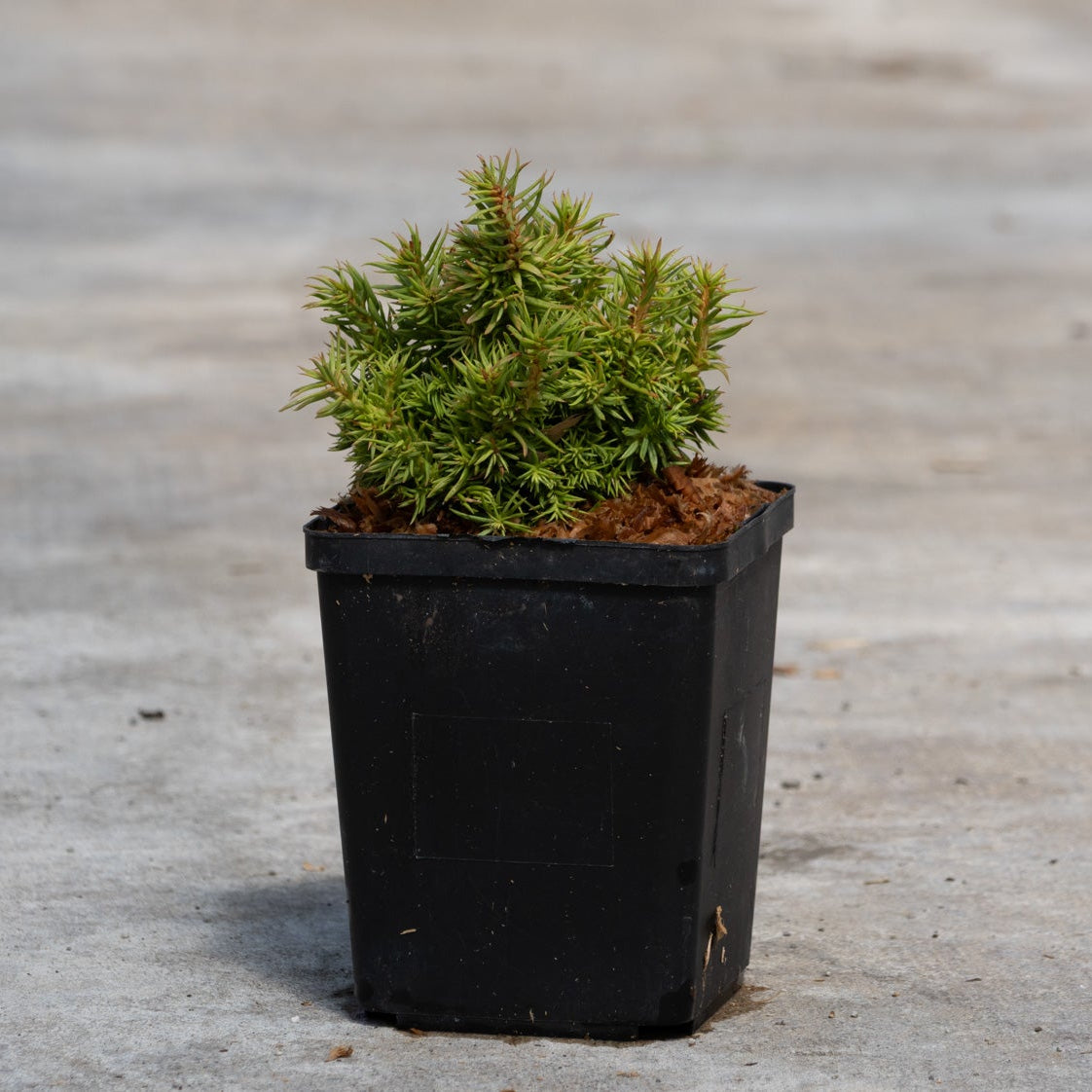 Tenzan Dwarf Japanese Cedar in a black nursery pot, showing dense compact mounding green foliage on concrete.